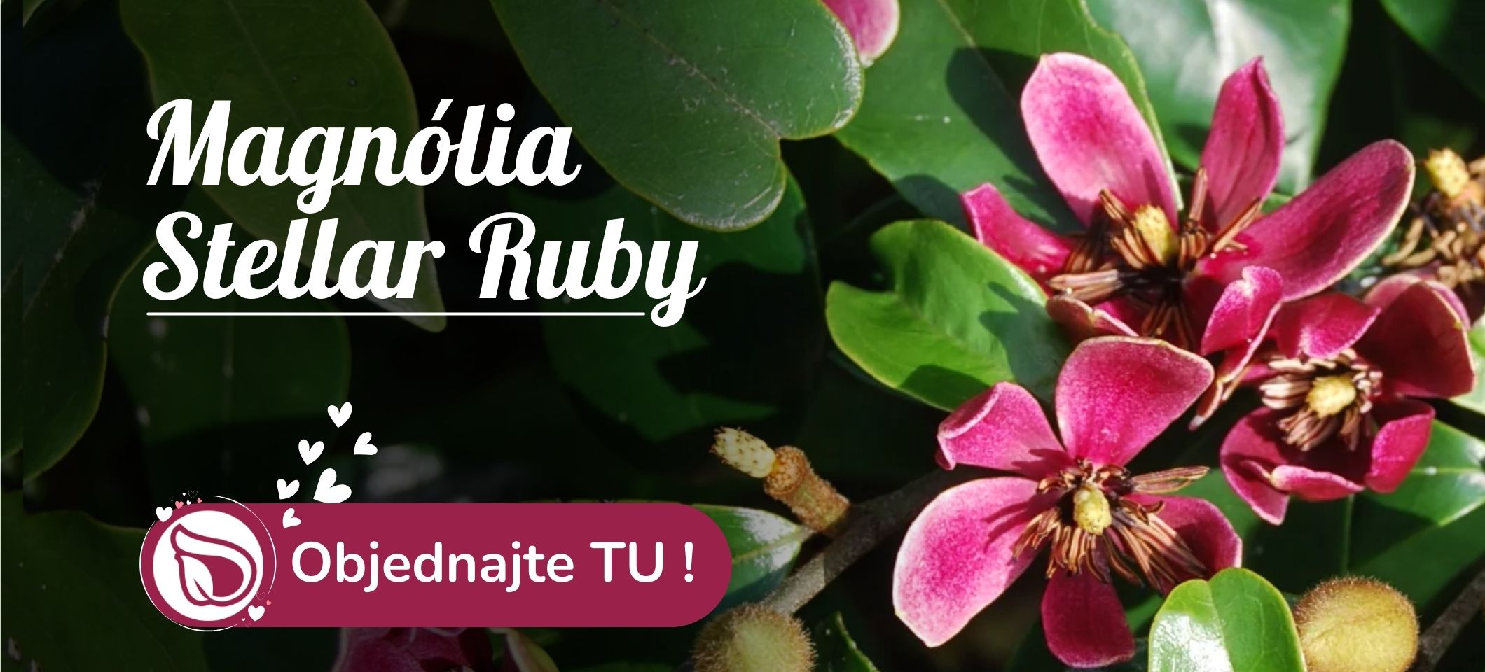 Magnólia Stelar Ruby