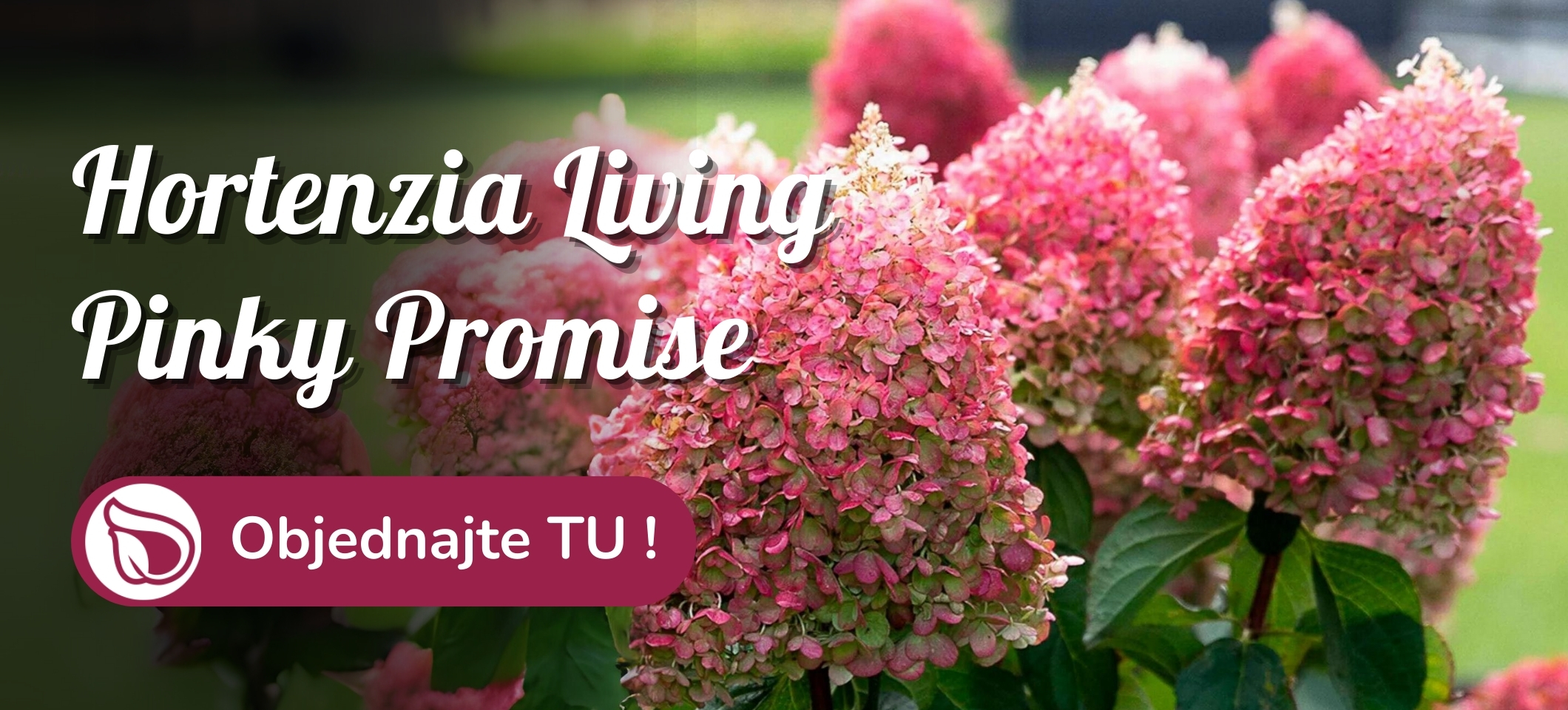 Hortenzia metlinatá living Pinky Promise