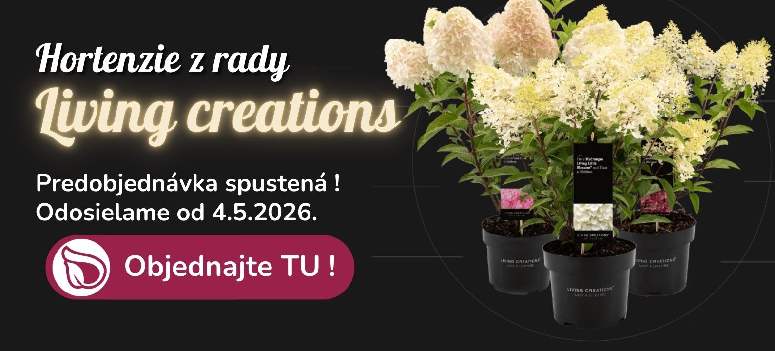 Hortenzie living predpredaj