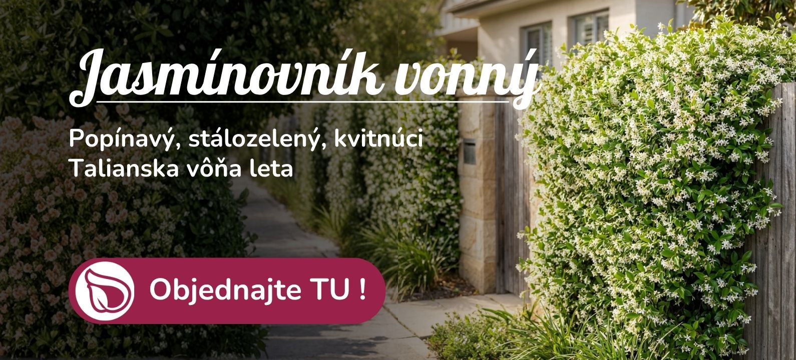 Jasminovník vonný