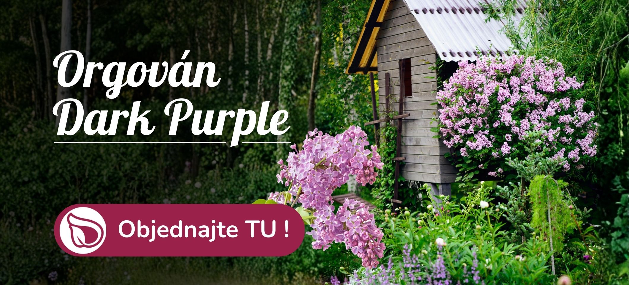 Orgován Dark Purple na kmienku