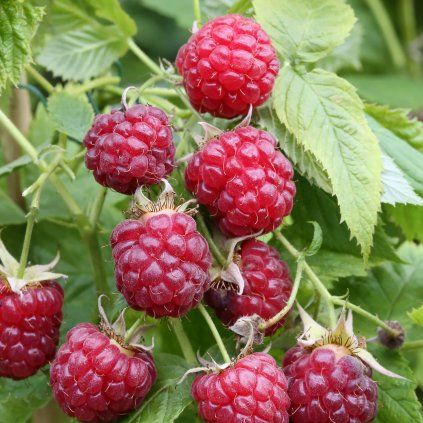 MALINA AUTUMN BLISS SK