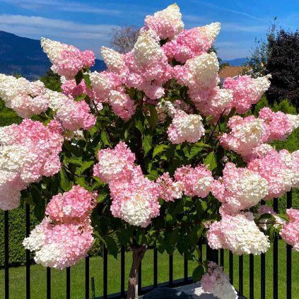 HORTENZIA-METLINATA-VANILLE-FRAISE-NA-KMIENKU_1