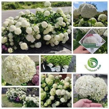 HORTENZIA-STROMCEKOVITA-STRONG-ANNABELLE_1