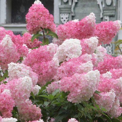 HORTENZIA-METLINATA-VANILLE-FRAISE_1