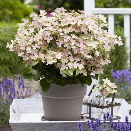 HORTENZIA METLINATÁ (S)WITCH OPHELIA