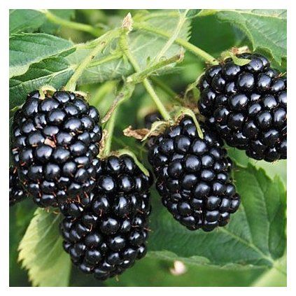 ČERNICA BLACK SATIN SK