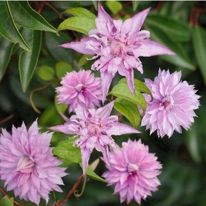 PLAMIENOK MULTI PINK