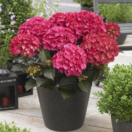 HORTENZIA KALINOLISTÁ ČERVENÁ (Kvetináč 2 litre)
