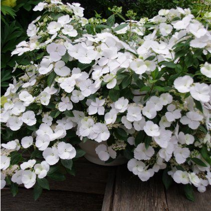 HORTENZIA KALINOLISTÁ RUNAWAY BRIDE (Kvetináč 4 litre)