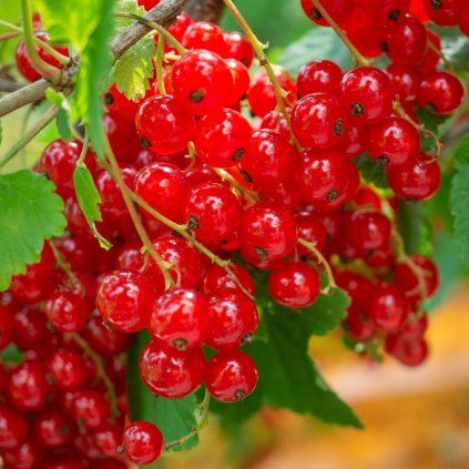 ČERVENÁ RÍBEZĽA JONKHEER VAN TETS SK