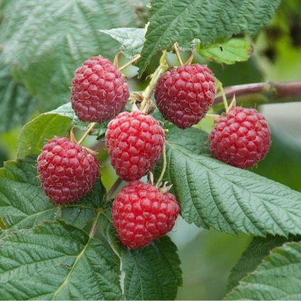 MALINA GLEN AMPLE SK