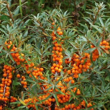 RAKYTNÍK REŠETLIAKOVÝ SLNIEČKO SK