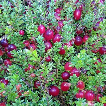 KĽUKVA BIG PEARL SK