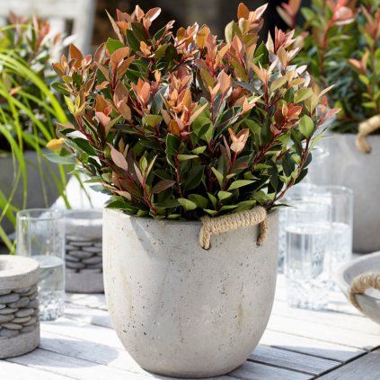 ČERVIENKA FRASEROVA CHICO