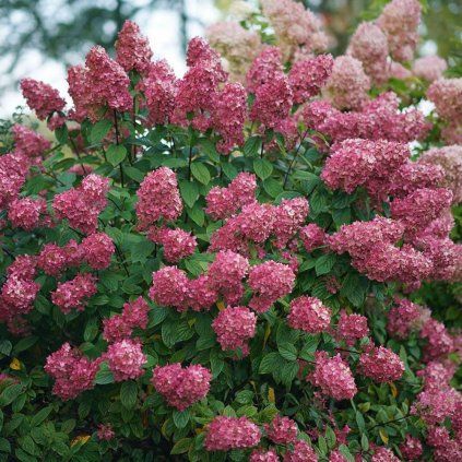 HORTENZIA METLINATÁ FIRE LIGHT