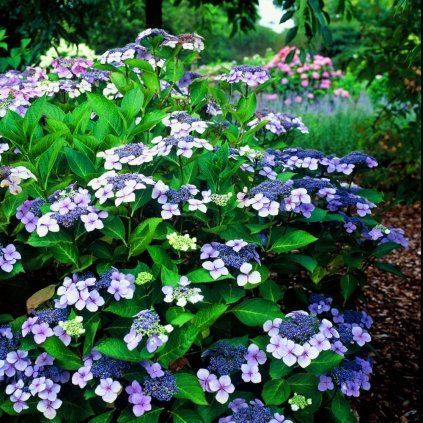 HORTENZIA PÍLOVITÁ BLUEBIRD (Kvetináč 2 litre)