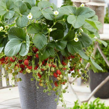 JAHODA FRAMBERRY V ZÁVESNOM KVETINÁČI