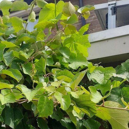 KIWI ATLAS SAMEC COVER