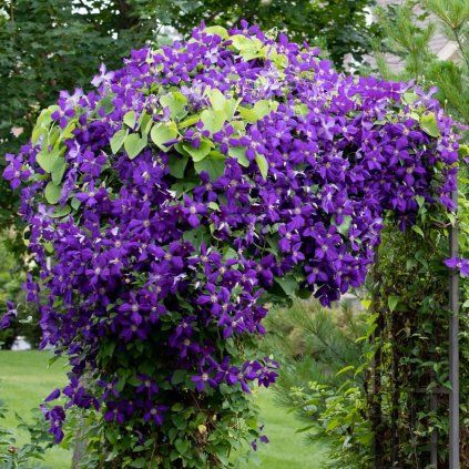 PLAMIENOK JACKMANOV PURPUREA