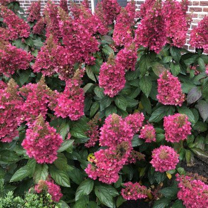 HORTENZIA METLINATÁ WIM'S RED (Kvetináč 2 litre)