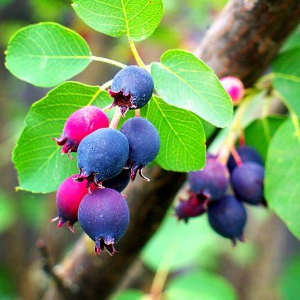 MUCHOVNÍK JELŠOLISTÝ NORTHLINE SK