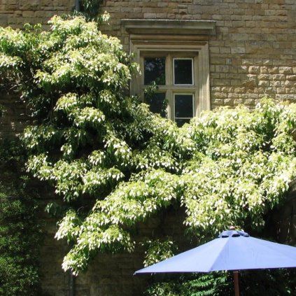 JAPONSKÁ HORTENZIA  ANGEL WINGS