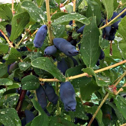 ZEMOLEZ KAMČATSKÝ AURORA SK