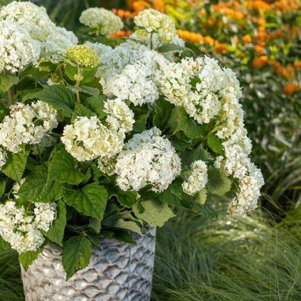 HORTENZIA STROMČEKOVITÁ FLOWER WOW (Kvetináč 3 litre)