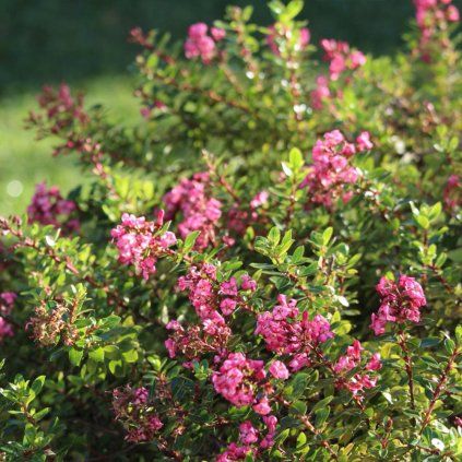 ESKALÓNIA RED DREAM (Kvetináč 3 litre)