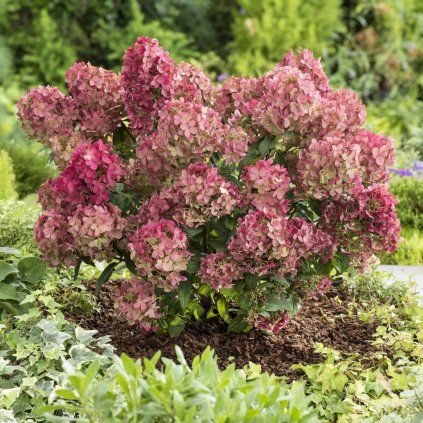 HORTENZIA METLINATÁ PETITE STAR (Kvetináč 3 litre)