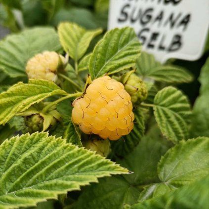 malina sugana gelb cover