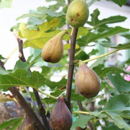 figovnik peretta cover