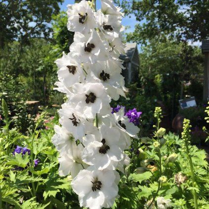 STRAČONÔŽKA WHITE DARK BEE (Kvetináč 1 liter, Výška 5 - 10 cm)
