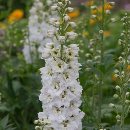 STRAČONÔŽKA BIELA (Kvetináč 1 liter, Výška 5 - 10 cm)