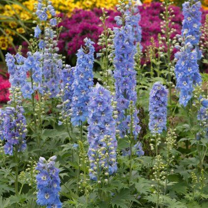 STRAČONÔŽKA SKY BLUE WHITE BEE (Kvetináč 1 liter, Výška 5 - 10 cm)