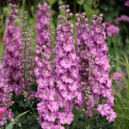 STRAČONÔŽKA ASTOLAT (Kvetináč 1 liter, Výška 5-10)