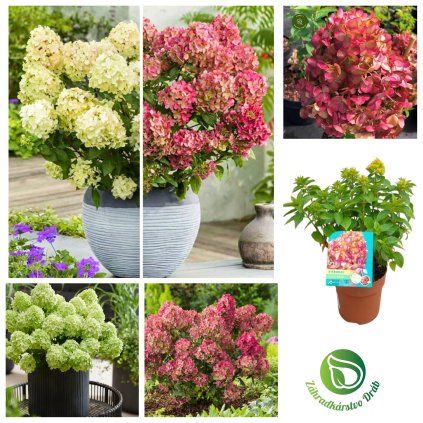 HORTENZIA METLINATÁ PETITE CHERRY (Kvetináč 1,5 litra)