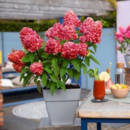 HORTENZIA METLINATÁ BLOODY MARIE (Kvetináč 7 litrov, Výška 30 cm)