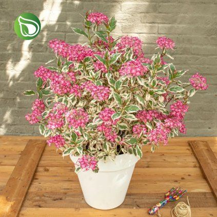 HORTENZIA PÍLOVITÁ EUPHORIA (Kvetináč 1,5 litra)