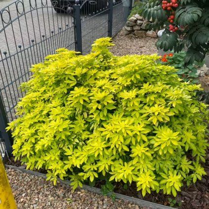 CHOISYA SUNDANCE (Kvetináč 2 litre, Výška 20 cm)