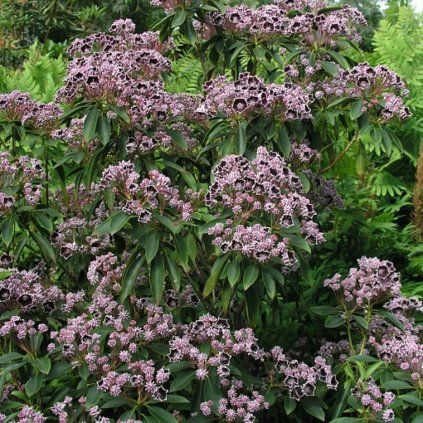 KALMIA ŠIROKOLITÁ MITTERNACHT STARLIKE (Kvetináč 3 litre, Výška 30 cm)