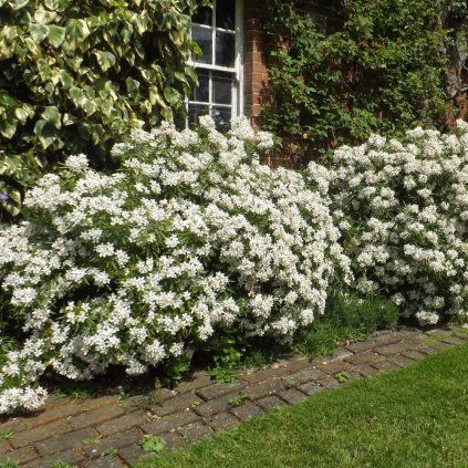 CHOISYA VOŇAVÁ (Kvetináč 3 litre, Výška 25 cm)
