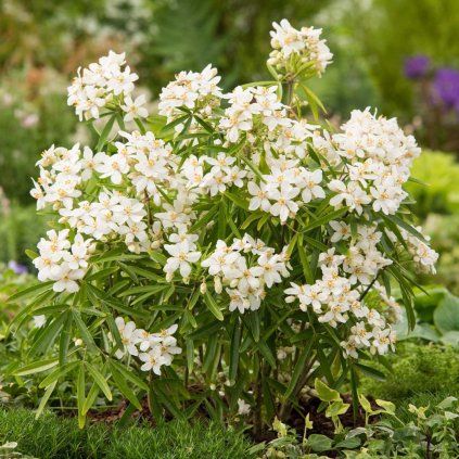 CHOISYA AZTEC PEARL (Kvetináč 2 litre, Výška 20 cm)