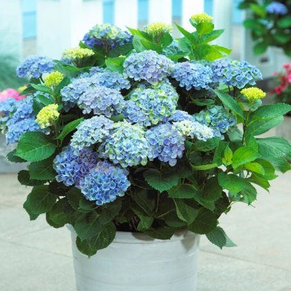 HORTENZIA KALINOLISTÁ MAGICAL REVOLUTION BLUE (Kvetináč 2 litre, Výška 20 cm)