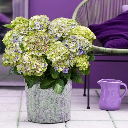 HORTENZIA KALINOLISTÁ MAGICAL JEWEL FIALOVÁ (Kvetináč 2 litre, Výška 20 cm)