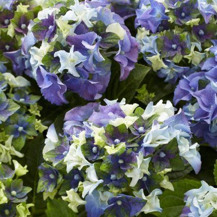 HORTENZIA KALINOLISTÁ MATA HARI BLUE (Kvetináč 2 litre, Výška 20 cm)