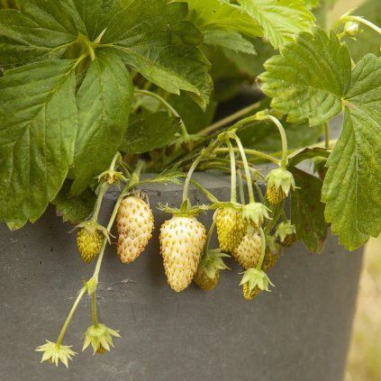 LESNÁ JAHODA ALPSKÁ BIELA (Kvetináč 0,33 litra)