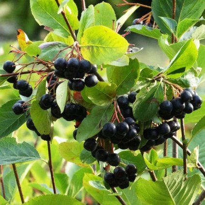 ARÓNIA ČIERNOPLODÁ LITTLE HELPERS (Kvetináč 5 litrov, Výška 50 cm)