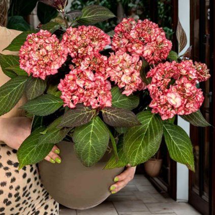 HORTENZIA KALINOLISTÁ HOVARIA RIPPLE (Kvetináč 3 litre, Výška 30 cm)